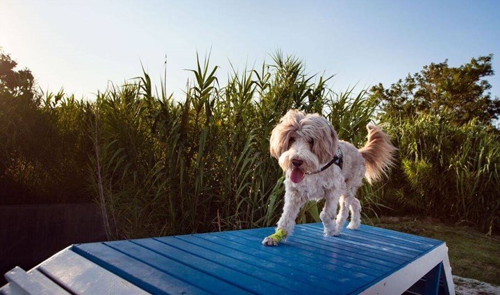 Monty’s Dog Beach & Bar - Spiaggia per cani 6